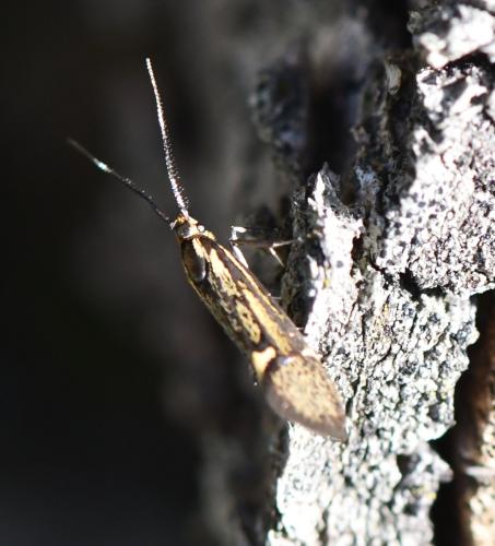 Réf. 300 677 : Esperia sulphurella